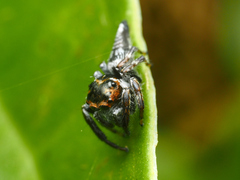 Ptocasius weyersi