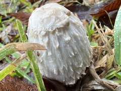 Coprinus