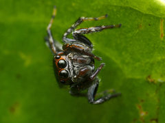Ptocasius weyersi
