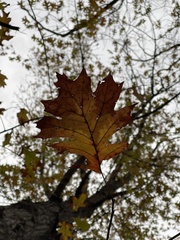 Quercus shumardii