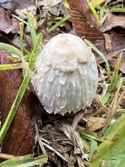 Coprinus