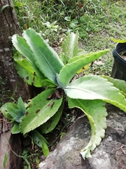 Kalanchoe gastonis-bonnieri