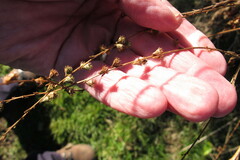 Agrimonia parviflora
