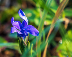 Gentianopsis thermalis