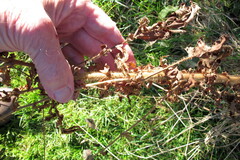 Agrimonia parviflora