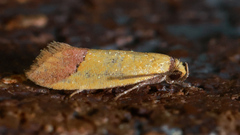 Chrysonoma paracycla