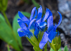 Gentianopsis barbellata