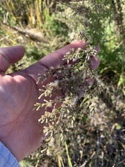 Eupatorium compositifolium