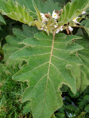 Solanum