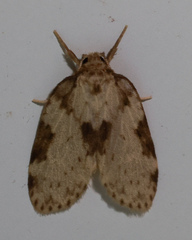 Schistophleps obducta