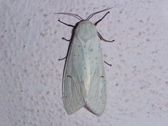 Arctiinae