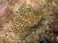 Cladocora caespitosa