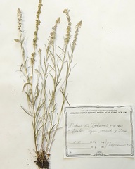 Polygala vulgaris