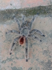 Pachistopelma rufonigrum