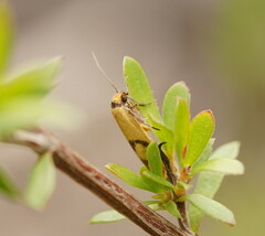Plectobela ecliptica