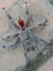 Pachistopelma rufonigrum
