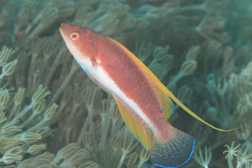 Whip-Fin Wrasse