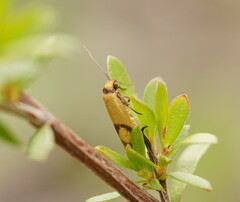 Plectobela ecliptica