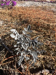 Psorothamnus emoryi emoryi