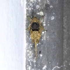 Tetrigidae
