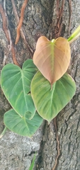 Philodendron hederaceum