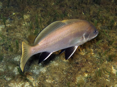 Sciaena umbra