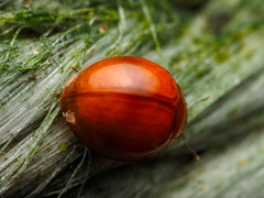 Chilocorus circumdatus