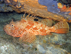 Scorpaena scrofa