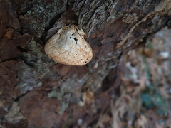 Cryptoporus volvatus