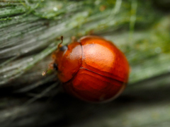 Chilocorus circumdatus