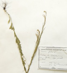 Arabis planisiliqua