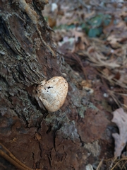 Cryptoporus volvatus