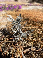 Psorothamnus emoryi emoryi