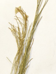 Arabis planisiliqua