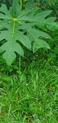 Bocconia frutescens