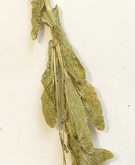 Arabis planisiliqua