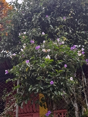 Brunfelsia pauciflora