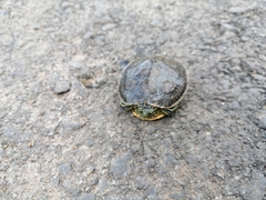 Trachemys venusta