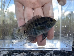 Cichlasoma bimaculatum