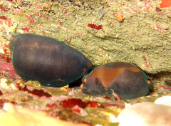 Luria lurida