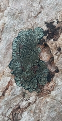 Pannaria conoplea