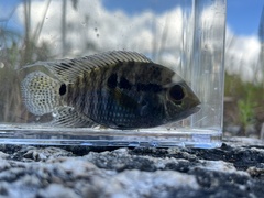 Cichlasoma bimaculatum