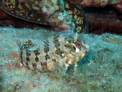 Parablennius gattorugine