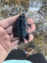 Cichlasoma bimaculatum