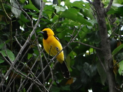 Icterus cucullatus
