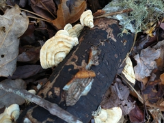 Trametes ochracea
