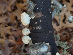 Trametes ochracea