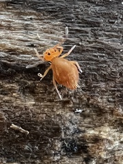 Dicyrtomina