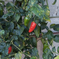 Capsicum annuum