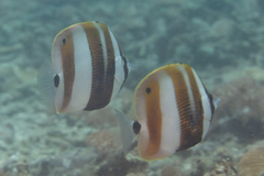 Coradion chrysozonus